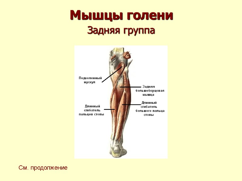 Мышцы голени  Задняя группа   См. продолжение